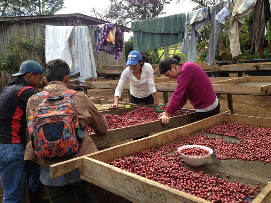 Nicaragua Jinotega Community Coffee | Light-Medium