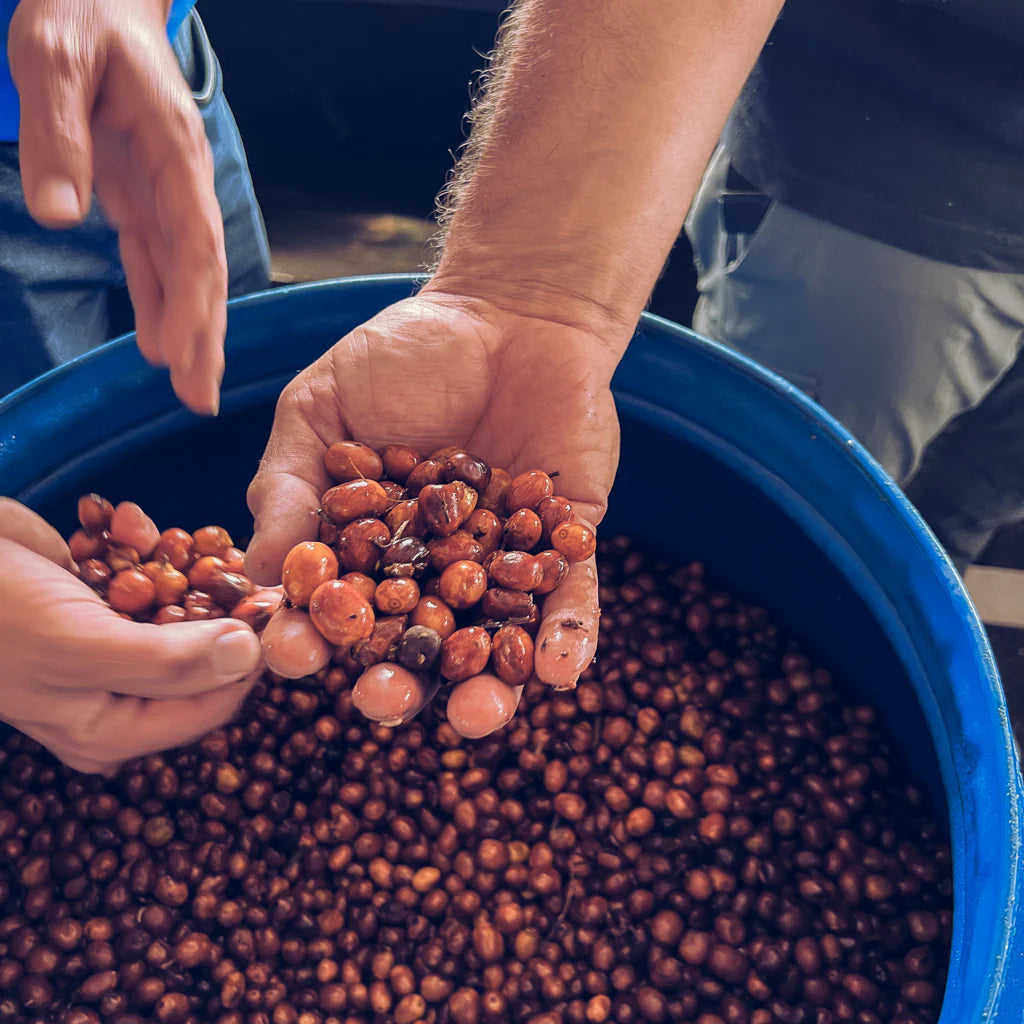 Colombia | Edwin Noreña | Passion Fruit Co-Ferment | Light