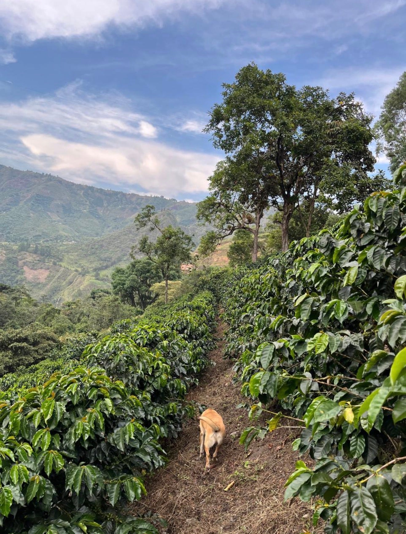 Alejandro Ariza Yellow Pacamara