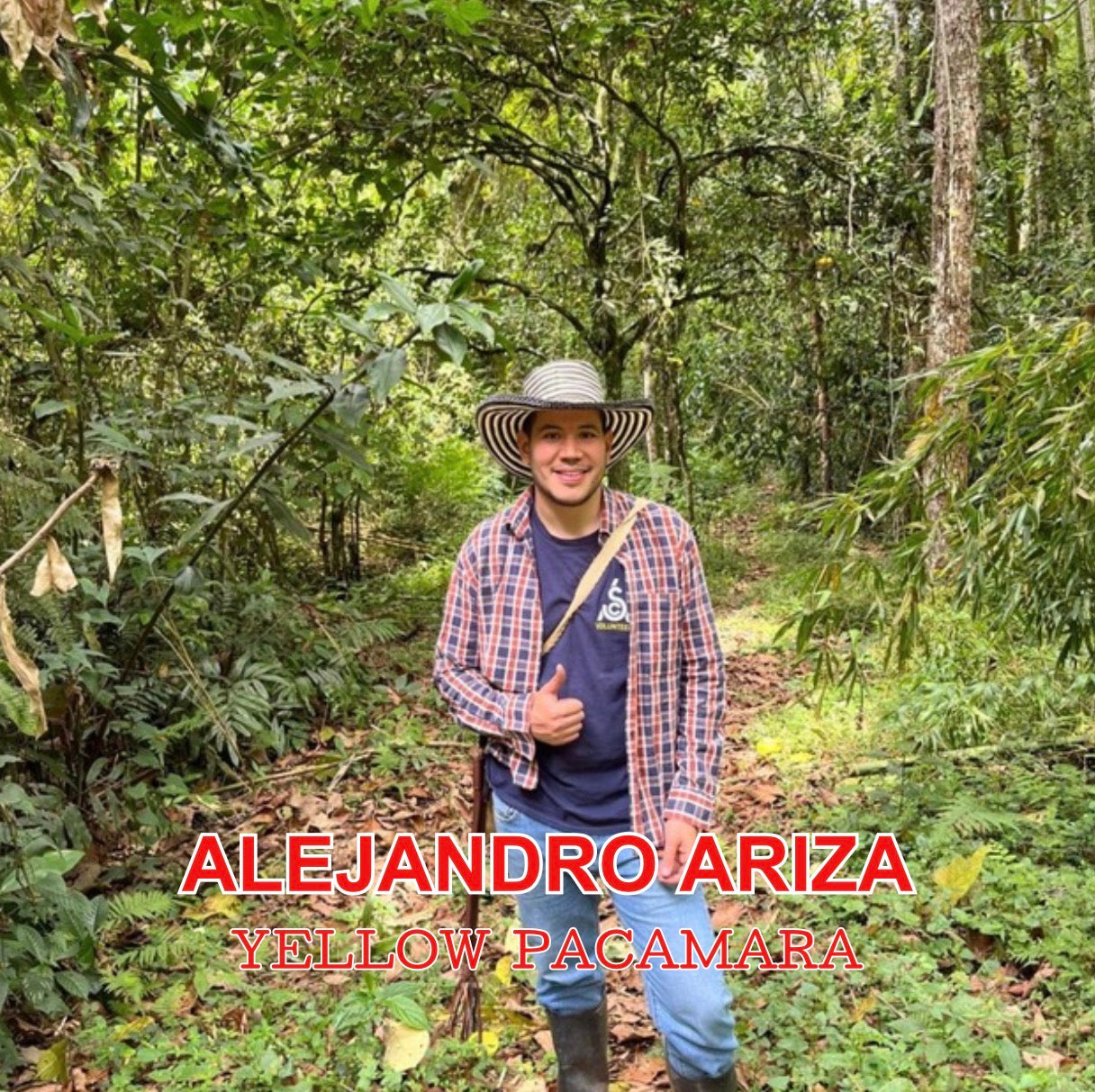 Alejandro Ariza Yellow Pacamara