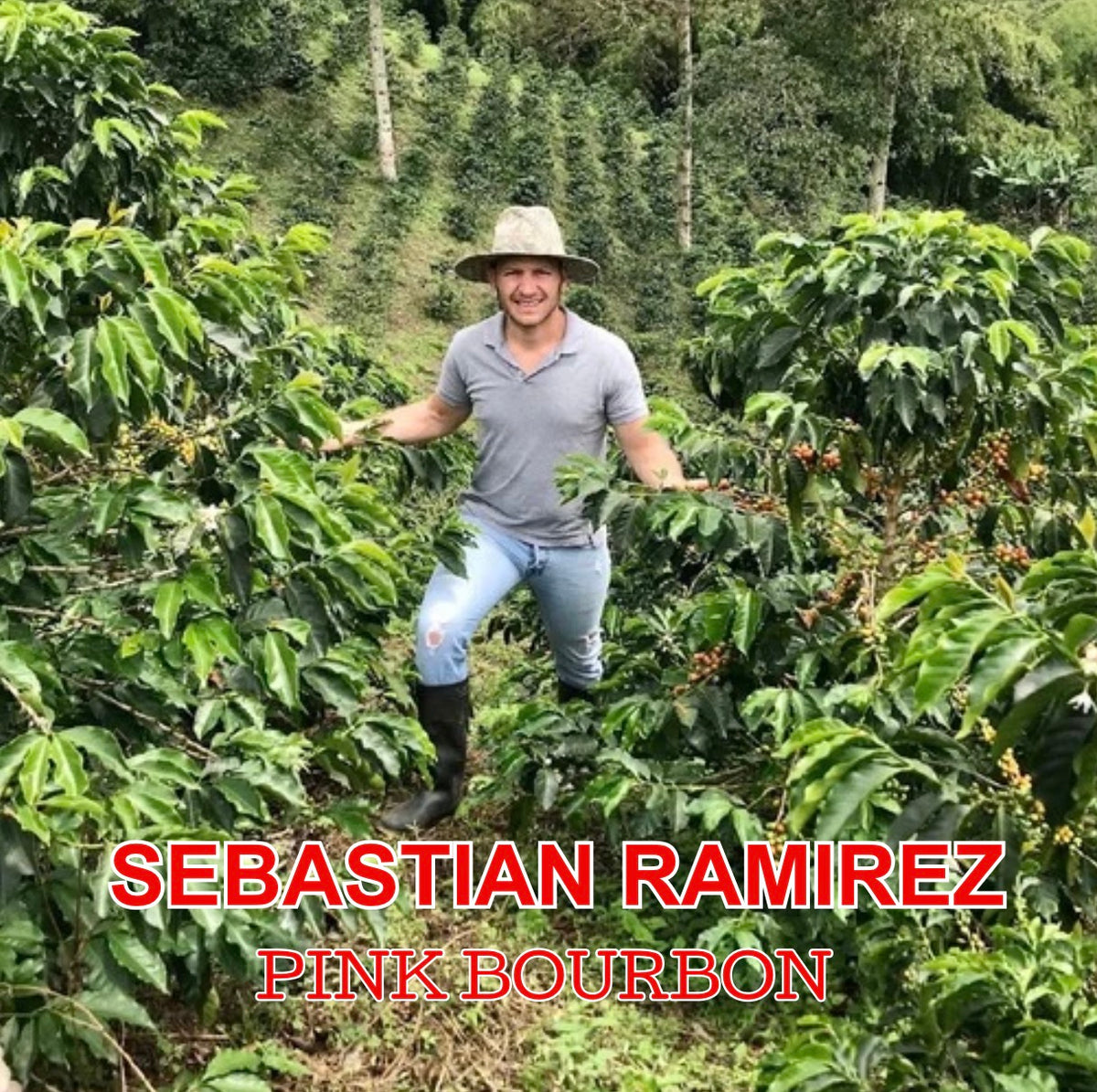 Sebastian Ramirez Pink Bourbon