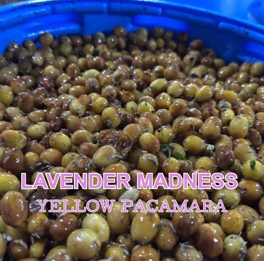 Lavender Maceration Madness