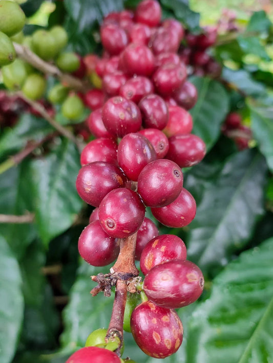 Blueberry Jelly | Light